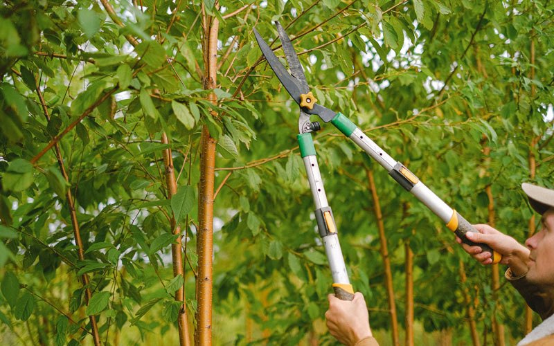 Tree trimming in Monroe Township, NJ